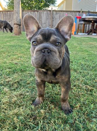 Akc 5 month old BigRope fluffy carrier frenchies (Lawrenceville)63922481737987122