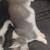 Husky Pomeranian Puppies "Pomski" 7 thumbnail