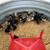 Week old chicks 1 thumbnail