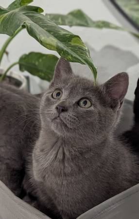 Kitten dulces listos para nuevos hogares (Canby)63916332943747122