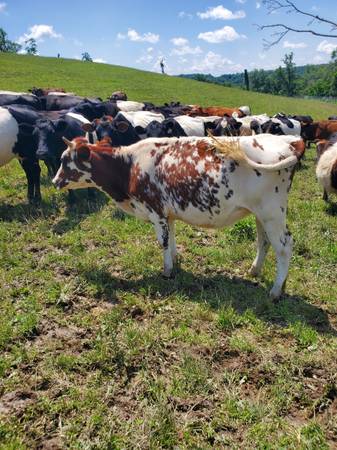 Ayrshire Heifer 1