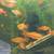 Aquarium fish*long finned  Pleco*& more 7 thumbnail