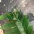 Paramaevia jumping spider 7 thumbnail