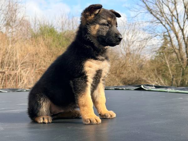 German Shepard puppy Last Female 1