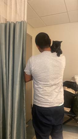 Lost Male Black Cat (Venice bl and Cattaragus)63829968151171122