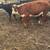 Hereford steer 3 thumbnail