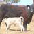 3-4-5 YR. Old ANGUS PAIRS 2 thumbnail