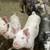 feeder pigs 6 thumbnail