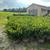 Huge boxwood Sale 1 thumbnail