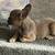 Toy Frenchie male 2 month old 4 thumbnail