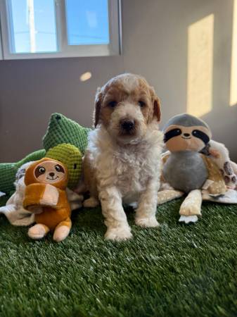 Mini Poodles Puppies 1