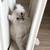 Beautiful Savannah & Point Lynx mix kittens 8 thumbnail