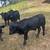 6 black angus calves  available 1 thumbnail
