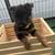 Akc German shepherd pups 6 thumbnail