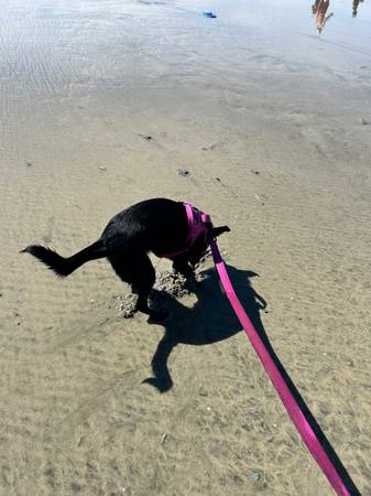 Pet needs a new home (Las vegas)63907299086722121