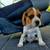 Akc beagles puppies 5 thumbnail