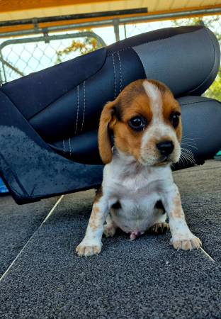 Alc beagles63977769656706123