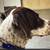GERMAN SHORTHAIRED POINTER 2 thumbnail