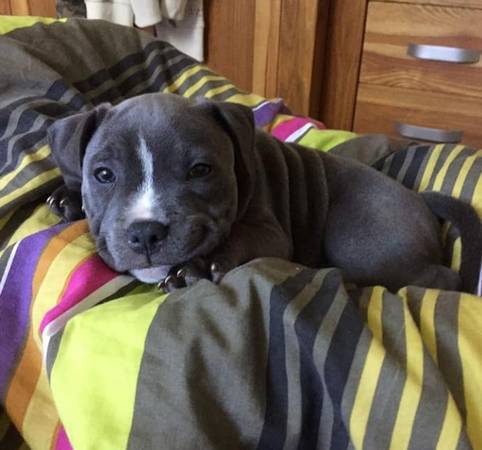 Strong, Healthy Purebred Pitbull Puppies — Available Now 1
