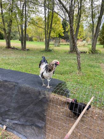 Easter egger Rooster! 1