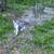 Kittens 3 thumbnail