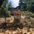 Affordable Tree Care Mill Valley 3 thumbnail