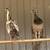 Peacock peahen peafowl peachick 3 thumbnail