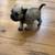Mini Schnoodle puppy 3 thumbnail