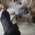 Cane Corso 7 thumbnail