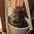 Many cheap plants 21 thumbnail