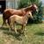 AQHA Broodmare and Colt 4 thumbnail