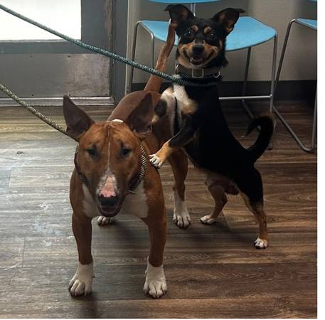 Loving Bull terrier needs a home (Palm City)63841745155585122