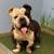 PAID OPPORTUNITY TO DOG FOSTER! HELP SAVE AXEL! 1 thumbnail