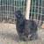 Black silkie Roo 2 thumbnail
