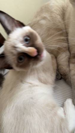 13 week kittens 2 girls (Dorchester Center)63655682631555124
