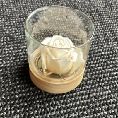 Forever Rose - White 1