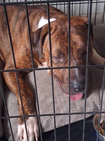 Mastín Cane Corso necesita nuevo hogar, está castrado (Prospect ane 163)63875423335811121
