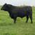 Registered Angus Bull 1 thumbnail