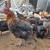 French Black Copper Marans Roosters 2 thumbnail
