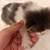 Maine Coon Kitten 3 thumbnail