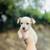 rehoming chihuahua 1 thumbnail