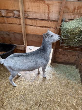 Rehoming GOATS/PIGS FREE (Florissant)63920762893571123