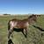 2025 AQHA Bay Roan Filly 1 thumbnail