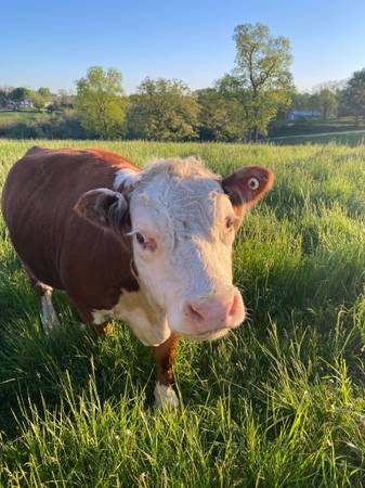 Pregnant Registered Mini Herefords 1