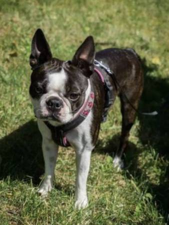 Frenchton puppy (Anniston)63690952221955120