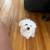 Bichon 3 thumbnail