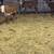 Hereford weaned heifers 5 thumbnail