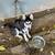 4 month old female husky:) 13 thumbnail