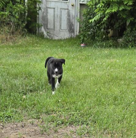 Adoption 1