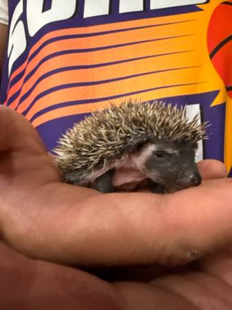 Baby hedgehog (Bapchule)63905906260098120
